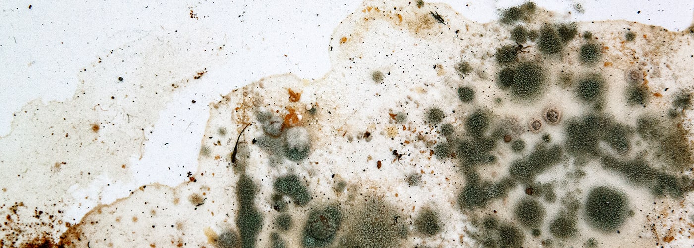 Mold and Mildew in Your Home- What You Need to Know