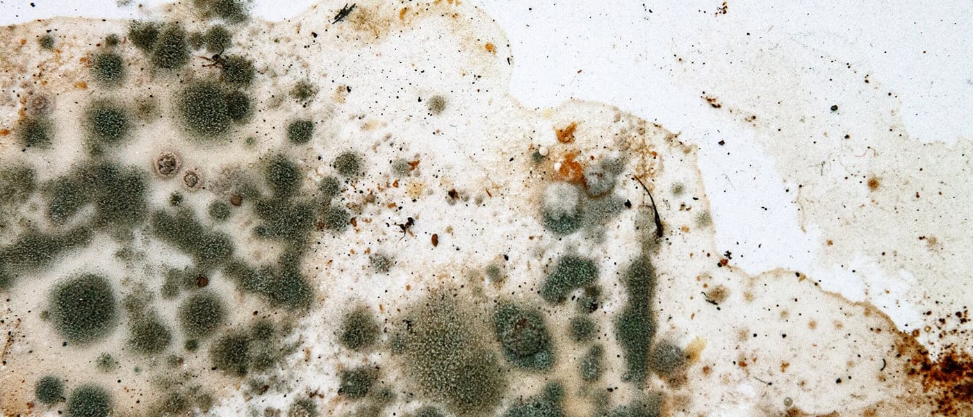 Home Mold Types To Look Out For
